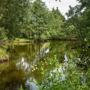 Redwell   17 06 2020   D500   Les 386.jpg